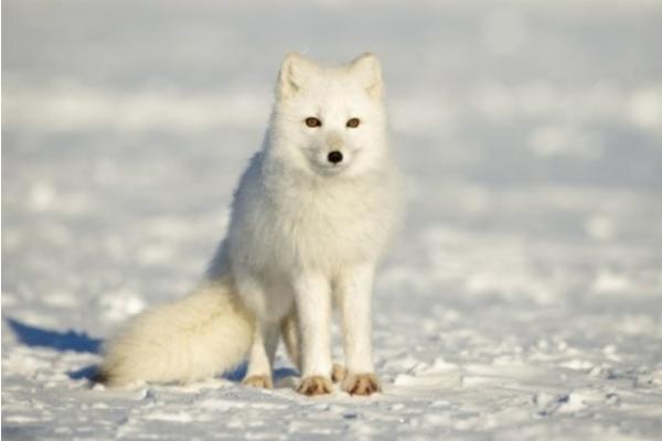 2018養狐貍賺錢嗎？狐貍養殖的利潤與投資成本及前景預測