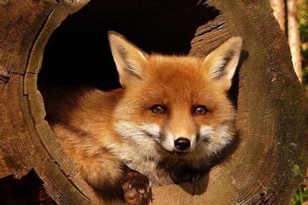 2018養狐貍賺錢嗎？狐貍養殖的利潤與投資成本及前景預測