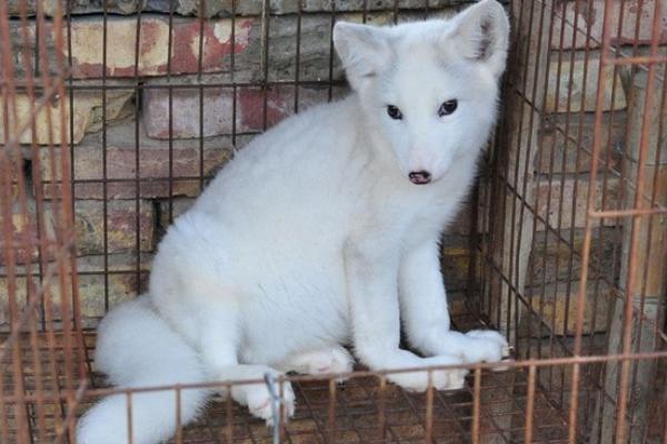 2018養狐貍賺錢嗎？狐貍養殖的利潤與投資成本及前景預測