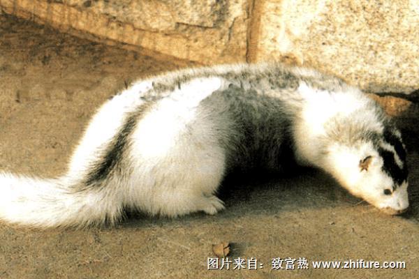 2018養水貂賺錢嗎?水貂養殖的利潤與投資成本及前景預測