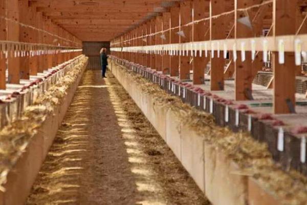 2018養水貂賺錢嗎？水貂養殖的利潤與投資成本及前景預測