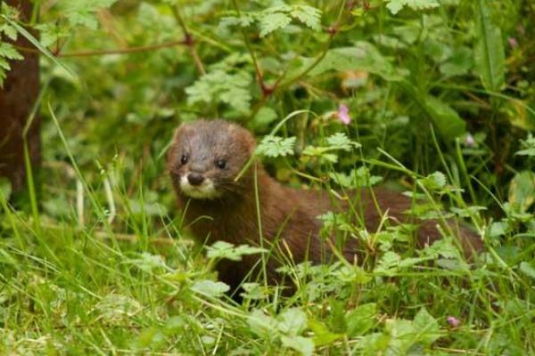 2018養水貂賺錢嗎？水貂養殖的利潤與投資成本及前景預測