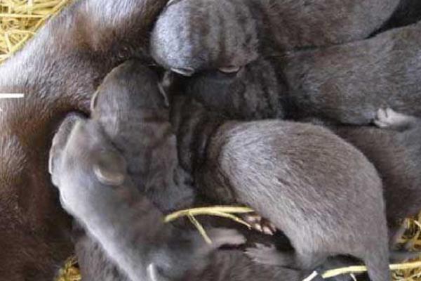 2018養水貂賺錢嗎？水貂養殖的利潤與投資成本及前景預測