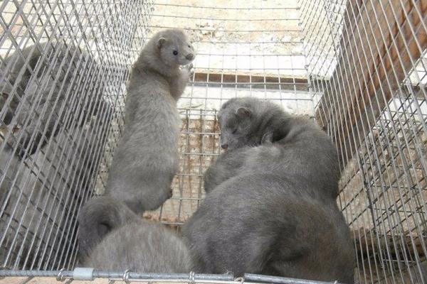 2018養水貂賺錢嗎？水貂養殖的利潤與投資成本及前景預測