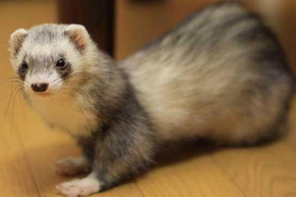 2018養水貂賺錢嗎？水貂養殖的利潤與投資成本及前景預測