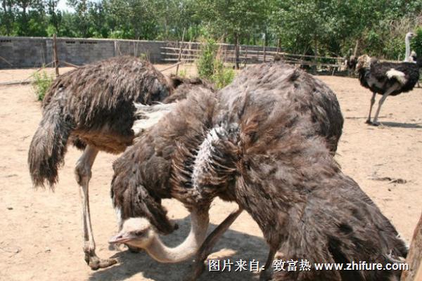 2018養鴕鳥賺錢嗎？鴕鳥養殖的利潤與投資成本及前景預測