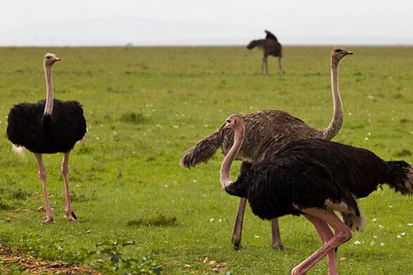 2018養鴕鳥賺錢嗎?鴕鳥養殖的利潤與投資成本及前景預測