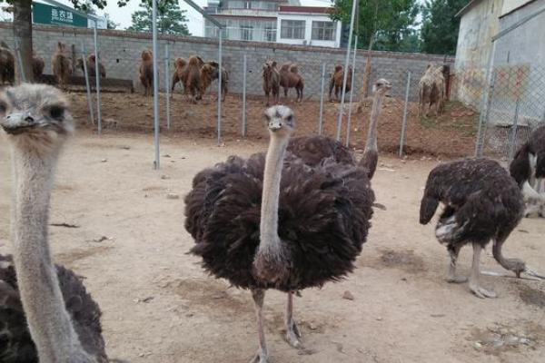 2018養鴕鳥賺錢嗎?鴕鳥養殖的利潤與投資成本及前景預測