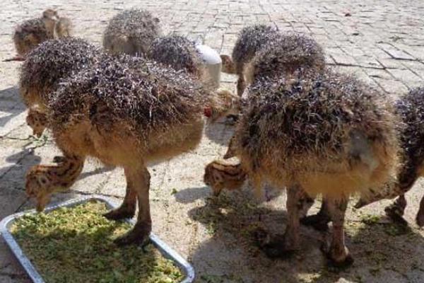 2018養鴕鳥賺錢嗎?鴕鳥養殖的利潤與投資成本及前景預測