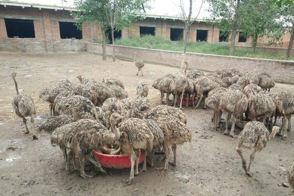 2018養鴕鳥賺錢嗎?鴕鳥養殖的利潤與投資成本及前景預測