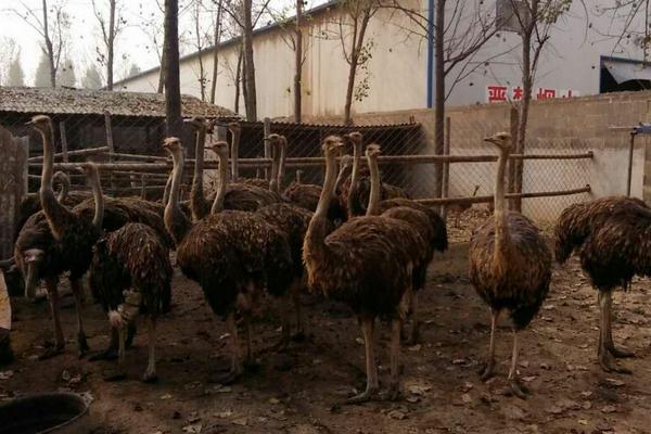 2018養鴕鳥賺錢嗎?鴕鳥養殖的利潤與投資成本及前景預測