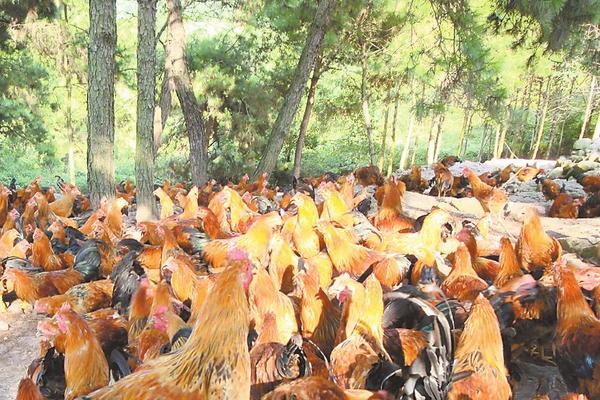 山地養土雞圍欄選用及價格