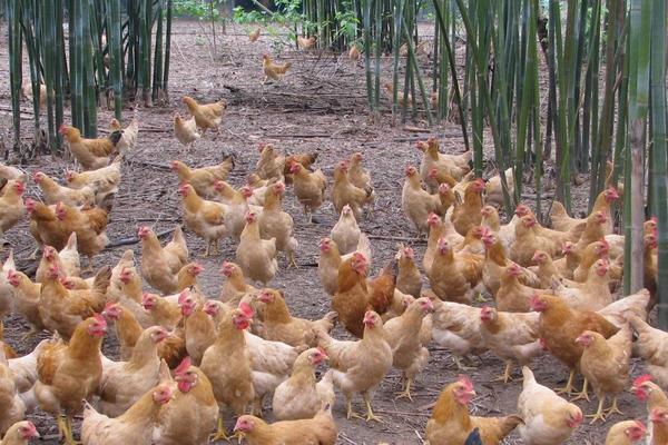 山地養土雞圍欄選用及價格