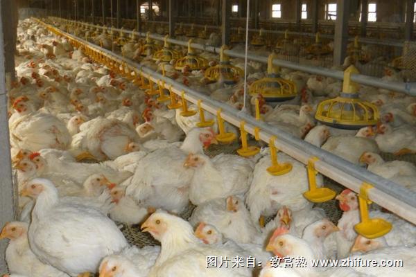 肉雞支氣管堵塞怎么辦?