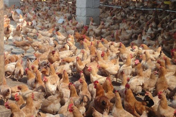 肉雞支氣管堵塞怎么辦?