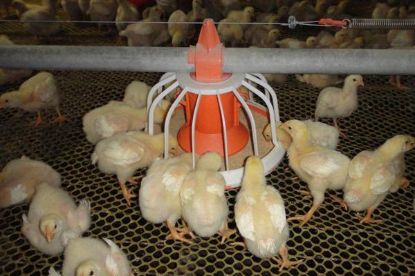 肉雞支氣管堵塞怎么辦?