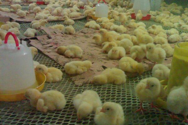 肉雞支氣管堵塞怎么辦?