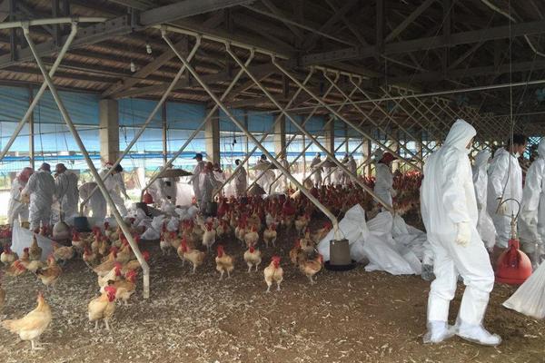 肉雞支氣管堵塞怎么辦?