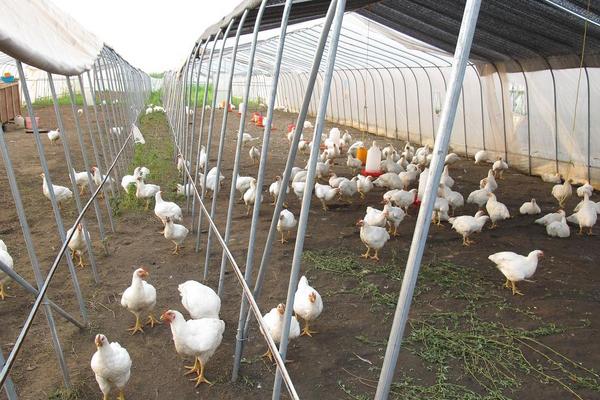 肉雞支氣管堵塞怎么辦?