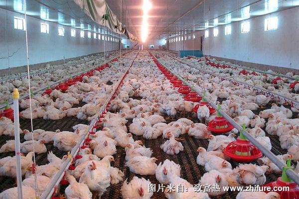 肉雞支氣管堵塞怎么辦?