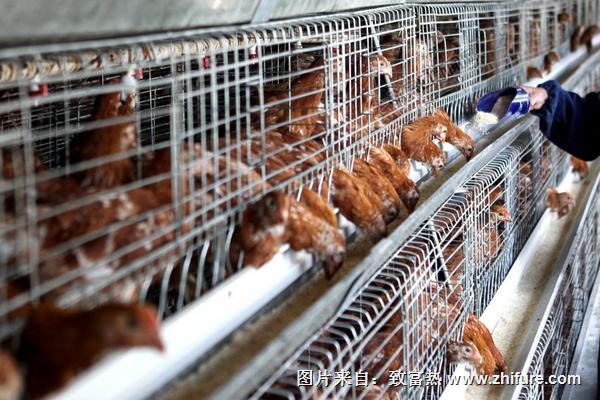 肉雞腺胃炎治療方案