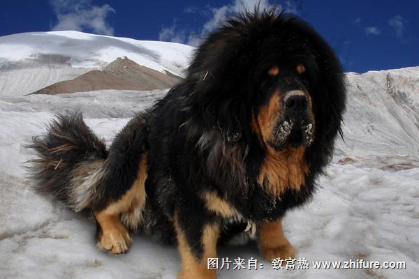 2018養(yǎng)藏獒賺錢(qián)嗎？藏獒養(yǎng)殖的利潤(rùn)與投資成本及前景預(yù)測(cè)