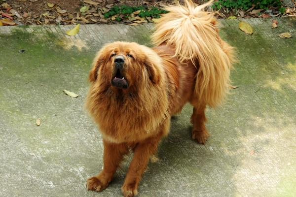 2018養(yǎng)藏獒賺錢嗎?藏獒養(yǎng)殖的利潤(rùn)與投資成本及前景預(yù)測(cè)