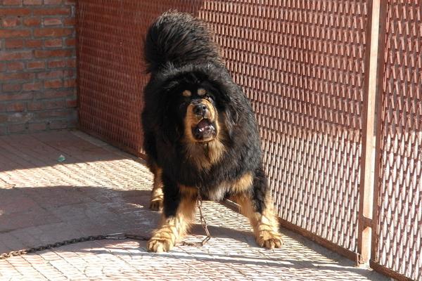 2018養(yǎng)藏獒賺錢嗎?藏獒養(yǎng)殖的利潤(rùn)與投資成本及前景預(yù)測(cè)