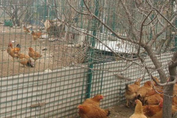 山地養土雞圍欄選用及價格