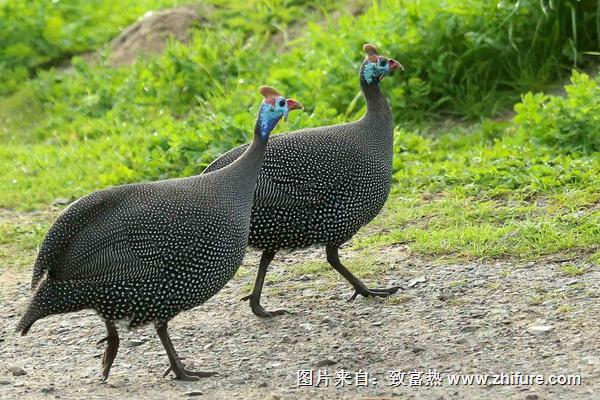 珍珠雞圖片大全