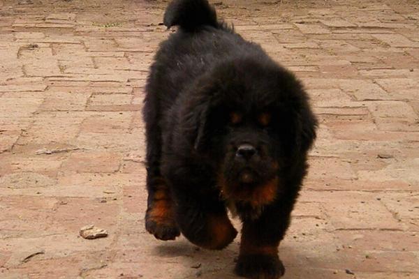 2018養(yǎng)藏獒賺錢嗎?藏獒養(yǎng)殖的利潤(rùn)與投資成本及前景預(yù)測(cè)