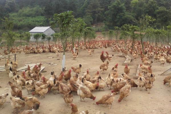 山地養土雞圍欄選用及價格