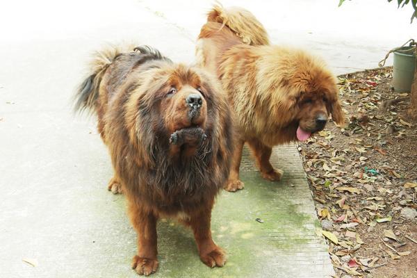 2018養(yǎng)藏獒賺錢嗎?藏獒養(yǎng)殖的利潤(rùn)與投資成本及前景預(yù)測(cè)