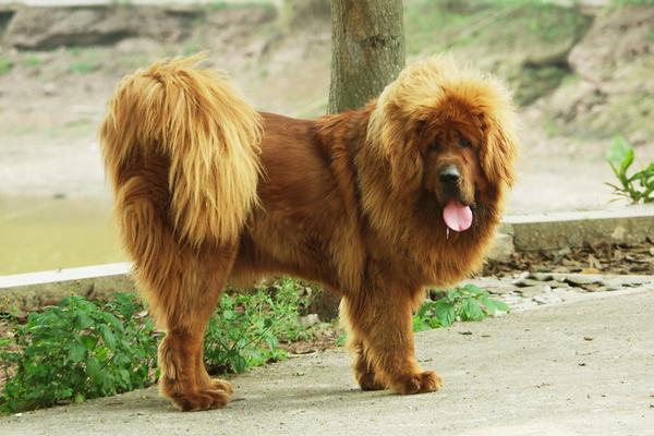 2018養(yǎng)藏獒賺錢嗎?藏獒養(yǎng)殖的利潤(rùn)與投資成本及前景預(yù)測(cè)