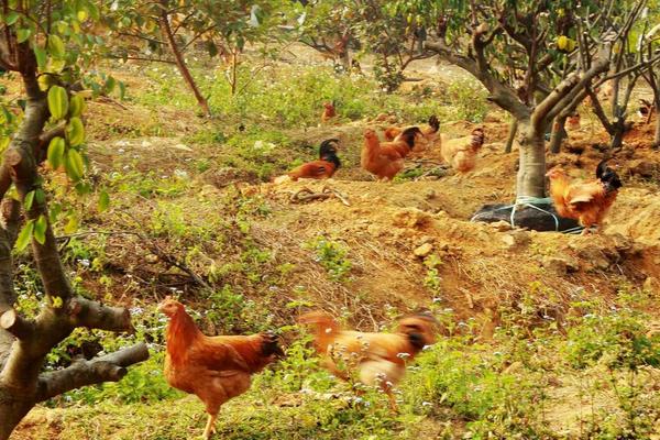 山地養土雞圍欄選用及價格