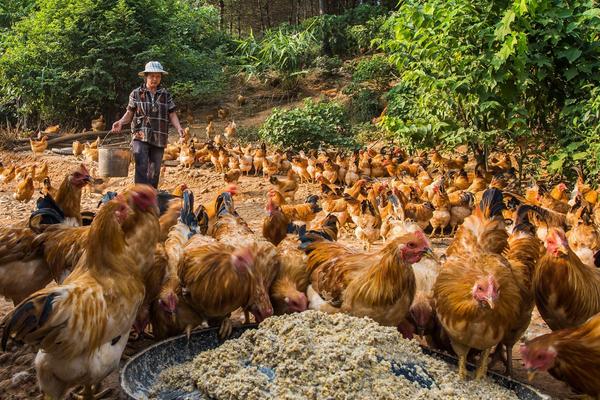 山地養土雞圍欄選用及價格