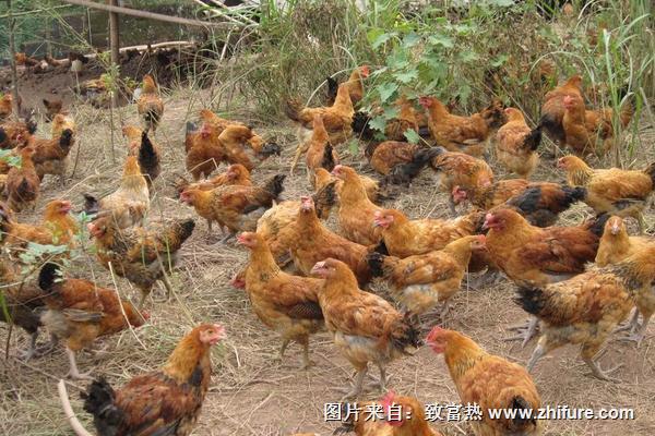 肉雞大腸桿菌用什么藥?