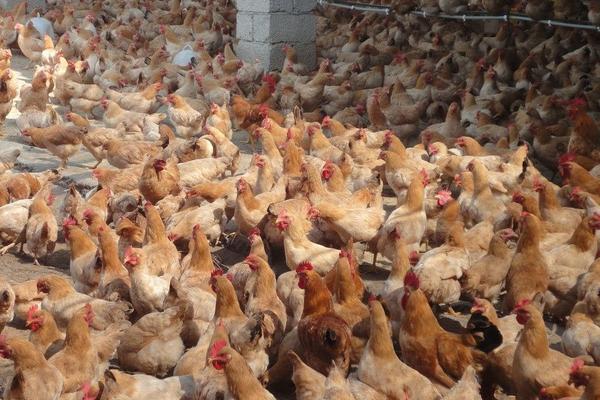 肉雞大腸桿菌用什么藥?