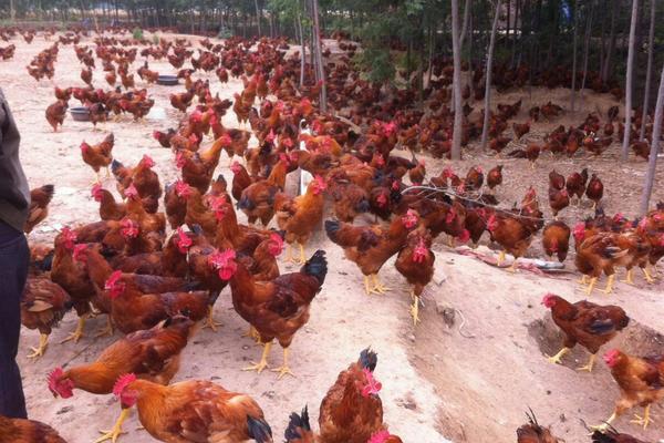 肉雞大腸桿菌用什么藥?