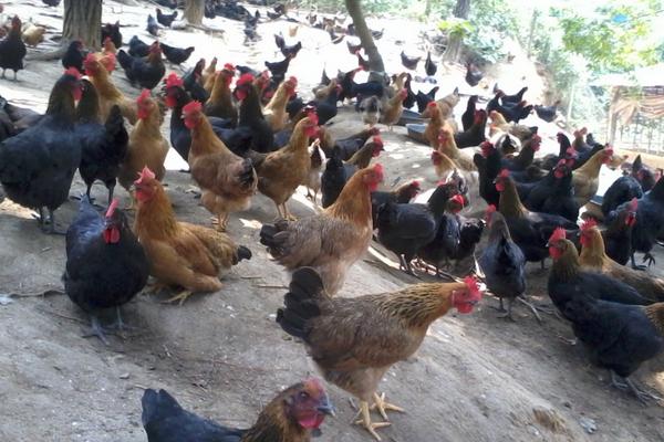 肉雞大腸桿菌用什么藥?