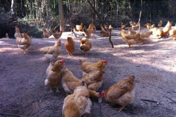 肉雞大腸桿菌用什么藥?