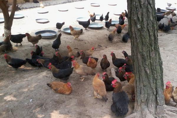 肉雞大腸桿菌用什么藥?