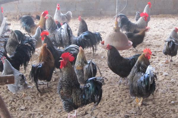 肉雞大腸桿菌用什么藥?