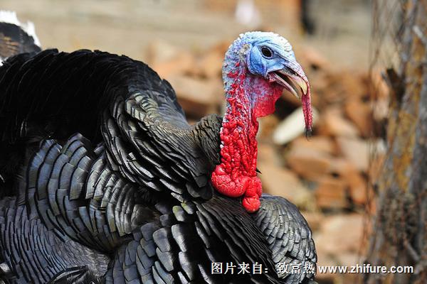 火雞圖片大全
