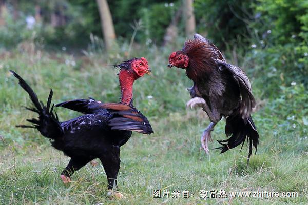 斗雞怎么訓(xùn)練才厲害?