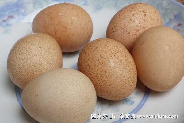 珍珠雞幾個月下蛋？