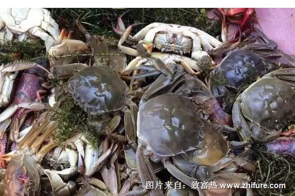 淡水螃蟹養殖技術