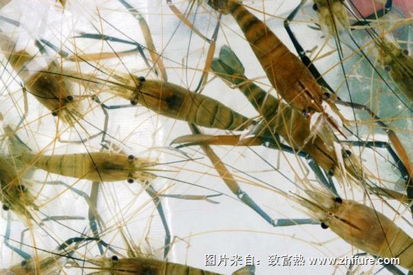 淡水蝦養(yǎng)殖技術