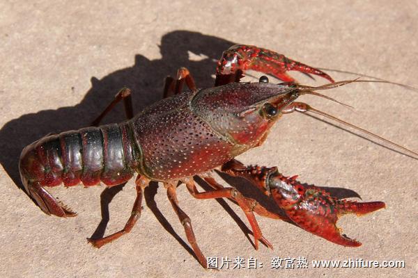 小龍蝦種苗價格多少錢一斤？