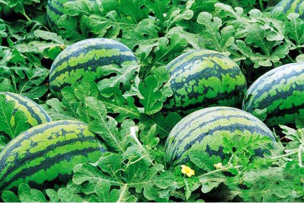 打工回鄉(xiāng)創(chuàng)業(yè)種大棚多熟西瓜 一年可收獲四次